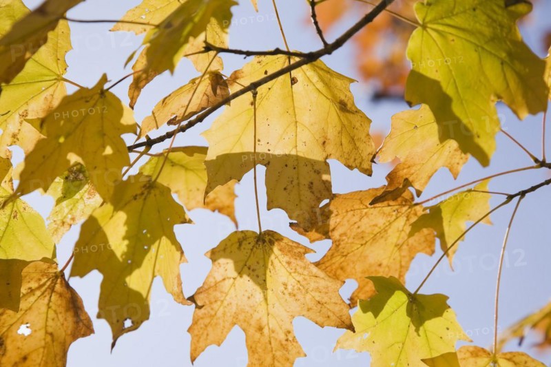 Close-up of backlit yellow Acer -Maple tree branches and leaves in autumn, Montreal, Quebec, Canada, North America