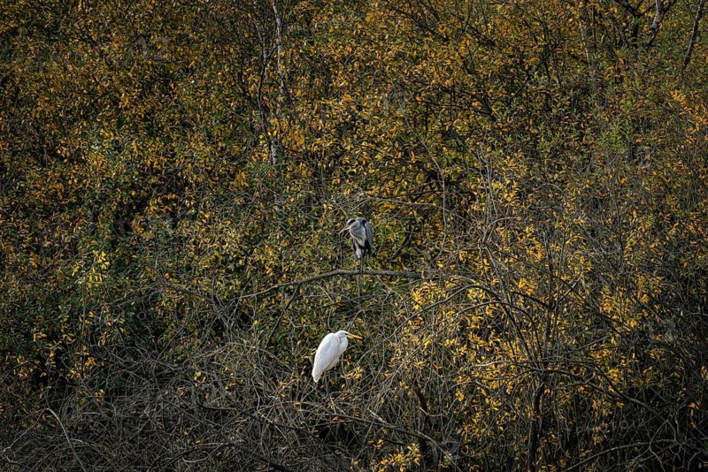 Great blue heron (Ardea herodias) and great egret (Ardea alba) lingering together on branches on the shore of the Steinhuder Meer, Steinhude Meer, Mardorf, Neustadt am Rübenberge, Germany, Europe