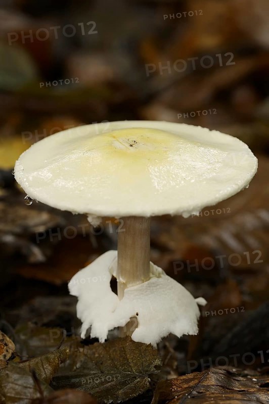 Wood mushroom (Agaricus silvicola), North Rhine-Westphalia, Germany, Europe