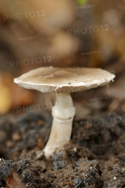 Ringed earth knightling or belted earth knightling (Tricholoma cingulatum), North Rhine-Westphalia, Germany, Europe