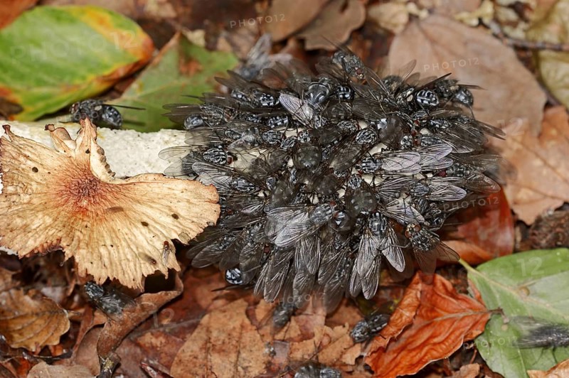 Blow flies (Calliphoridae) on common stinkhorn (Phallus impudicus), North Rhine-Westphalia, Germany, Europe