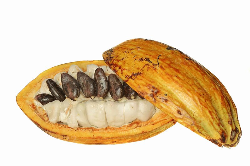 Cocoa tree (Theobroma cacao), halved cocoa fruit with pulp and cocoa beans