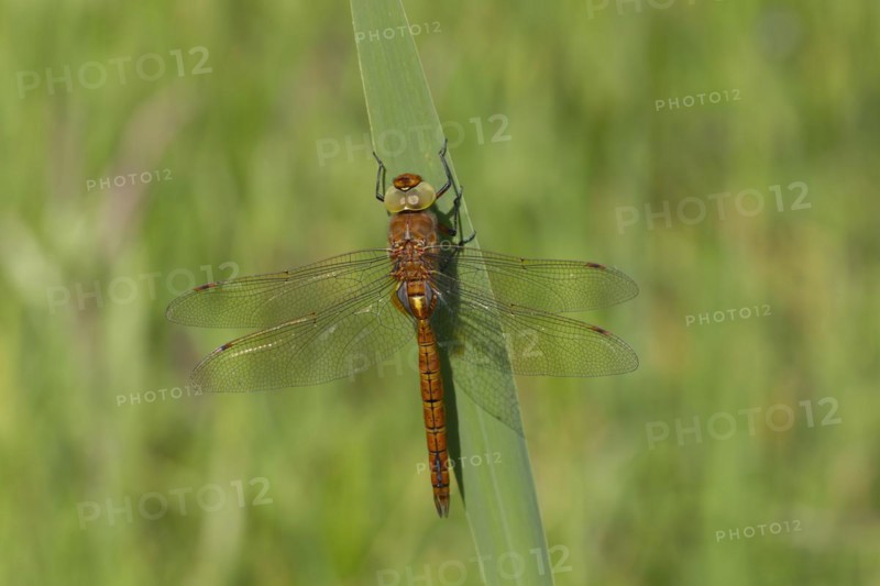Norfolk hawker (Aeshna isoceles) dragonfly resting on an Iris plant leaf, Norfolk, England, United Kingdom, Europe