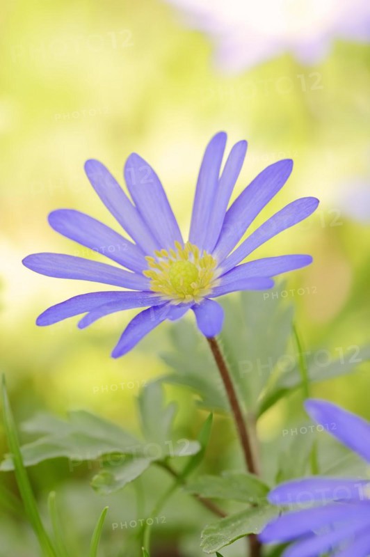 Blue anemone (Anemone apennina), flower, garden plant, North Rhine-Westphalia, Germany, Europe