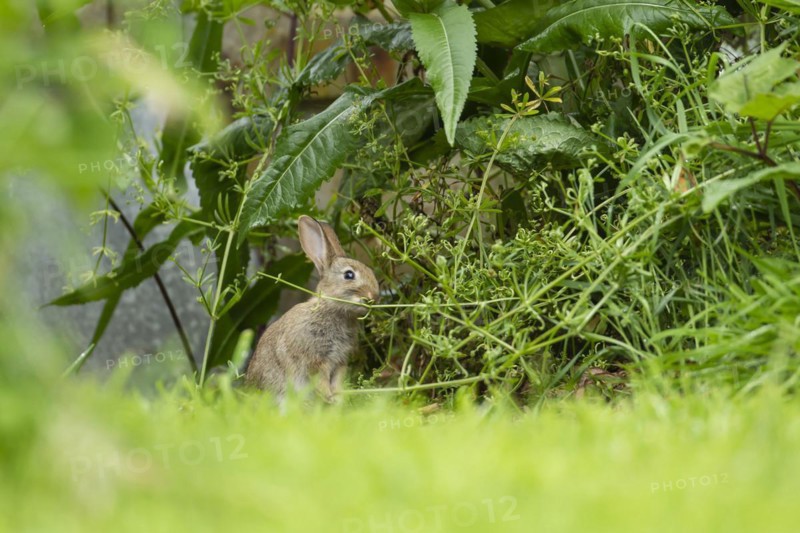 Rabbit (Oryctolagus cuniculus) juvenile baby animal feeding on a Cleaver plant in a garden, Norfolk, England, United Kingdom, Europe