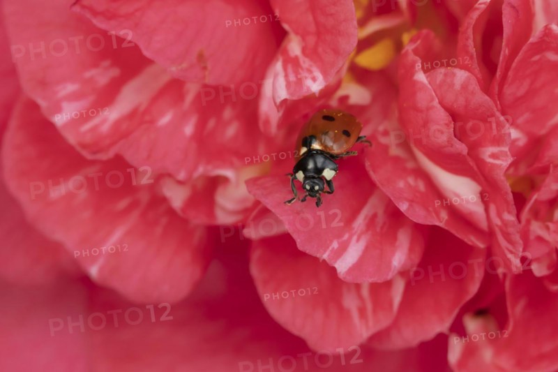 Seven-spot ladybird (Coccinella septempunctata) adult insect on a pink garden Camellia flower in springtime, Suffolk, England United Kingdom