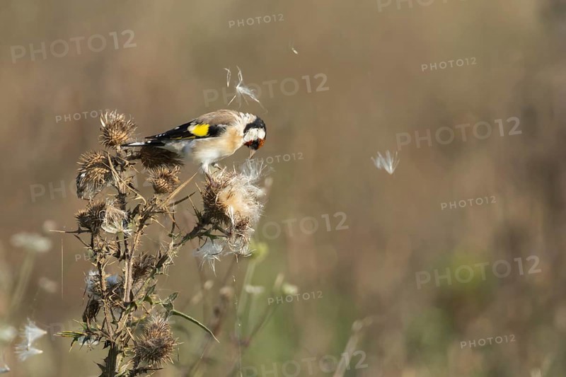 European goldfinch (Carduelis carduelis) adult bird feeding on a Spear thistle seed head, Lincolnshire, England, United Kingdom, Europe