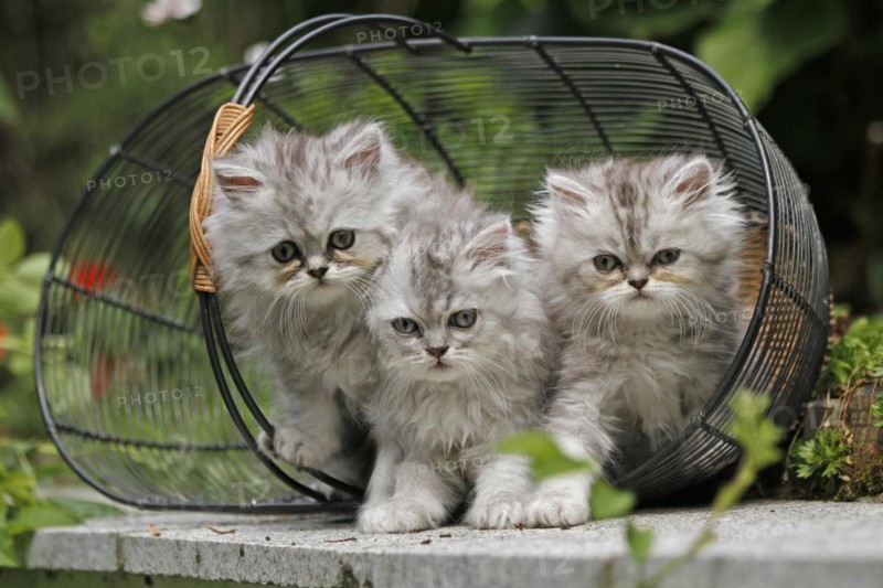 Persian cat, long-haired cat, kittens