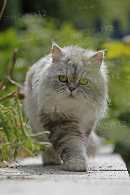 Persian cat, long-haired cat