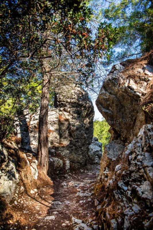 Trees in the forest, Epta Piges - The Seven Springs, Rhodes