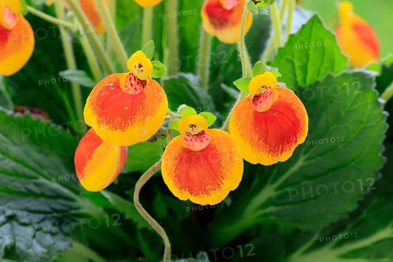 Slipper flower (Calceolaria Hybride), flowering, Elllerstadt, Germany, Europe