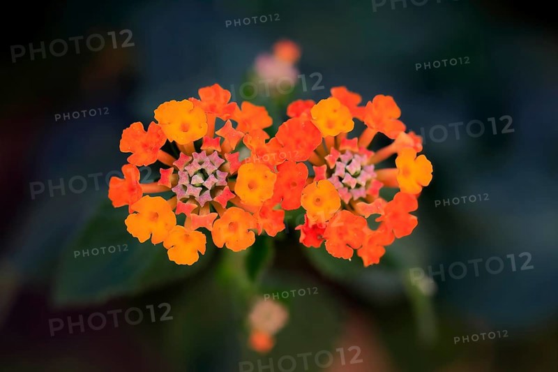 Spanish flag (Lantana camara), blooming, flower, Elllerstadt, Germany, Europe