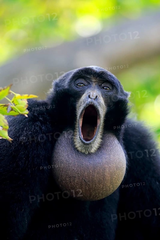 Siamang (Symphalangus syndactylus), adult calling Portrait, Southeast Asia