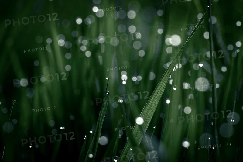 Blades of grass in detail with dewdrops, Mindelheim, Bavaria, Germany, Europe