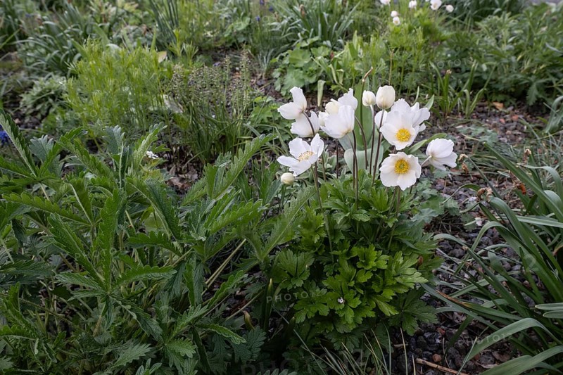 Snowdrop anemone (Anemone sylvestris), Thuringia, Germany, Europe