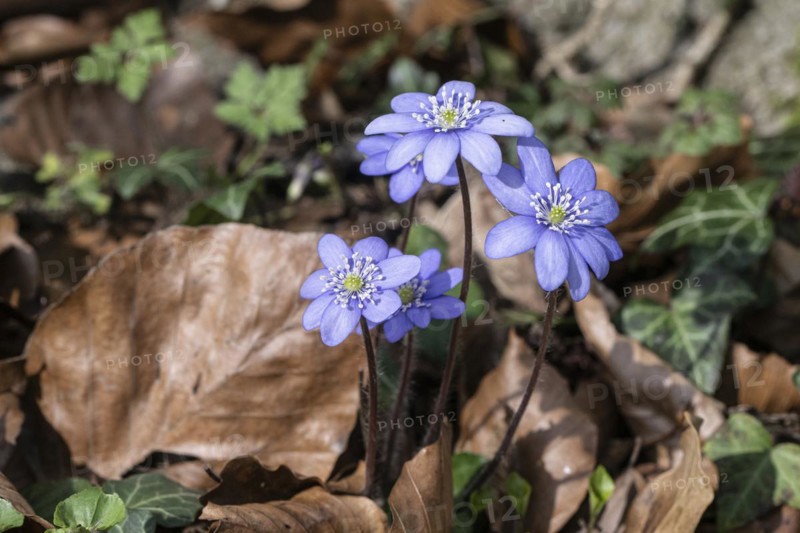 Liverwort (Hepatica nobilis), North Rhine-Westphalia, Germany, Europe