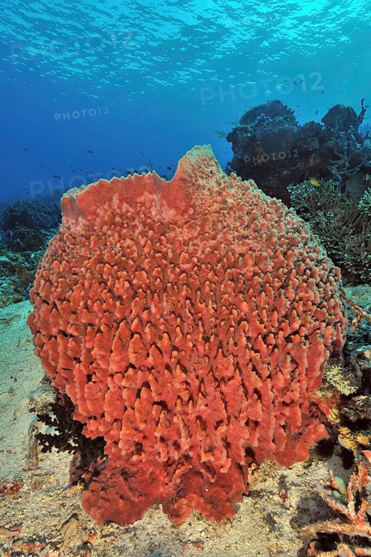 Red giant barrel sponge (Xestospongia muta) Vase sponge grows in tropical coral reef, Pacific, Flores, Indonsia