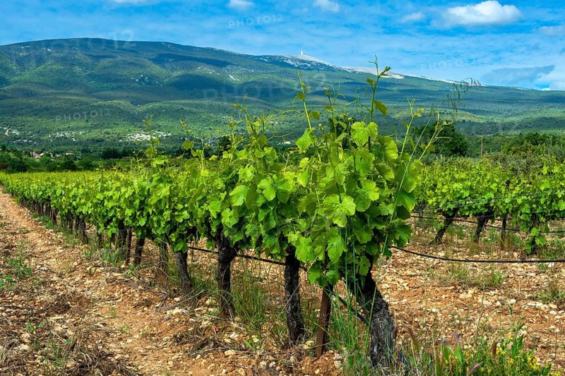AOC Ventoux vineyard towards Flassan village, in the background Mont Ventoux, Vaucluse, Provence-Côte d'Azur, France, Europe