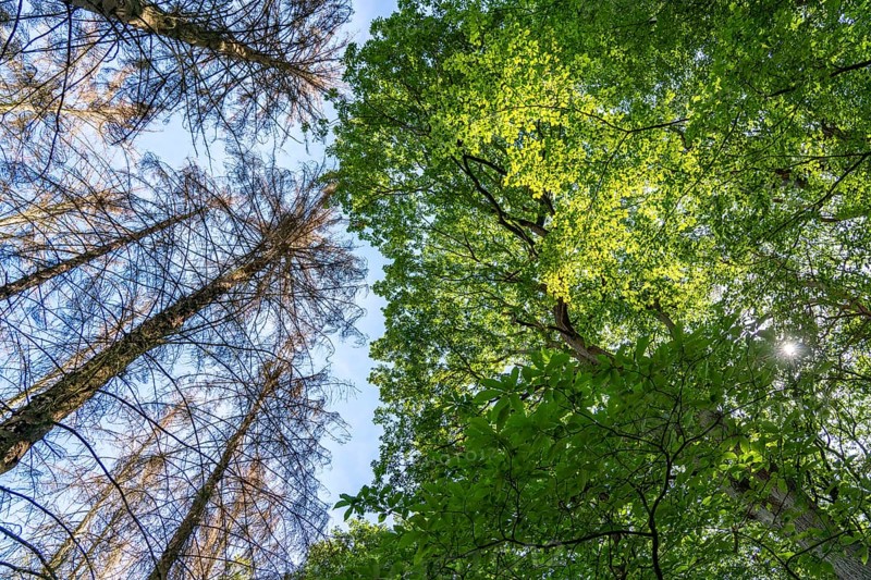 Dead spruce trees, tree mortality caused by the bark beetle, intact deciduous trees, in the Eifel National Park, near Nideggen, Rureifel, North Rhine-Westphalia, Germany, Europe
