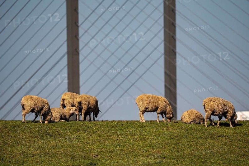 Flock of sheep on a Rhine dyke near Rees, Rhine bridge Rees, B67, Lower Rhine, Germany, Europe