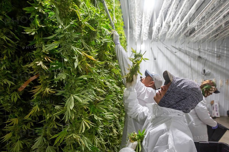 Paw Paw, Michigan, Migrant farmworkers at Grasshopper Farms hang the newly-harvested cannabis on nets to dry