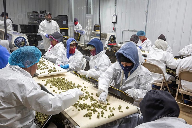 Paw Paw, Michigan, Migrant farmworkers at Grasshopper Farms trim the buds of the newly-harvested cannabis crop