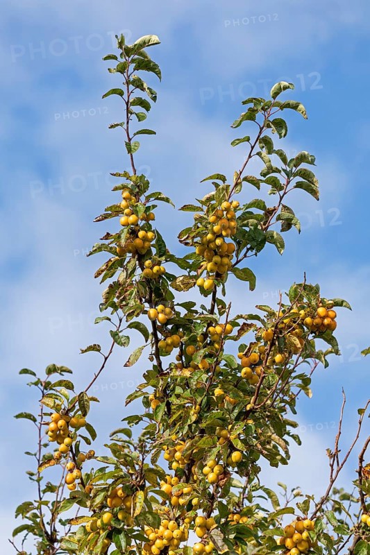 Apple tree, crab apple (Malus sylvestris), Strucklahnungshörn, Nordstrand, Nordfriesland, Schleswig-Holstein, Germany, Europe