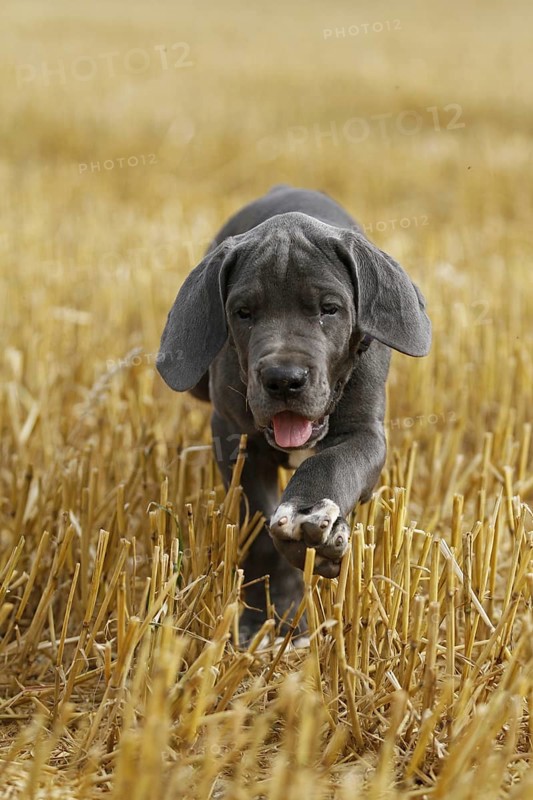 Great Dane