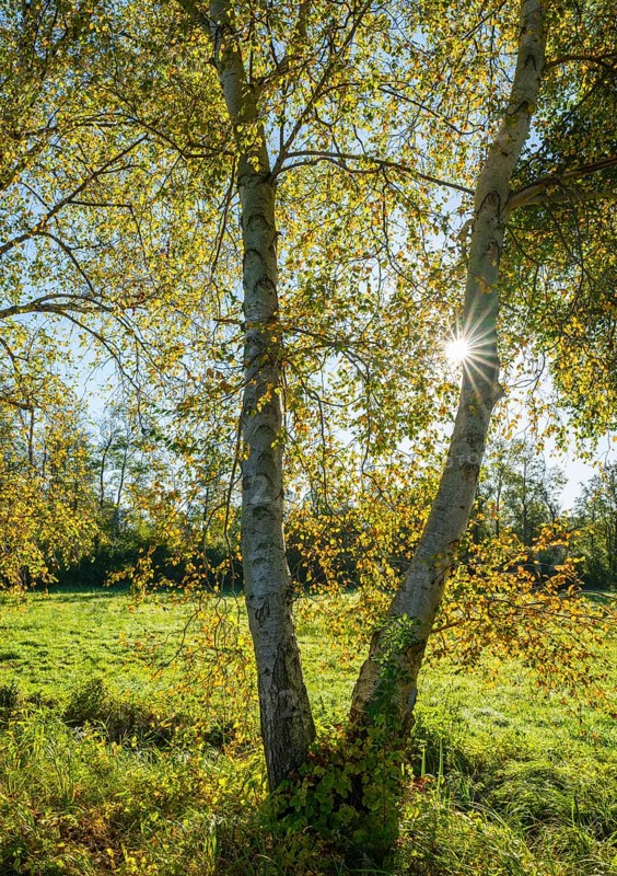 Birch trees (Betula) in autumn with yellow leaves in backlight with sun star, Lower Saxony, Germany, Europe