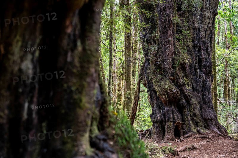 Parque Tepuhueico, Chiloe, Chile, South America