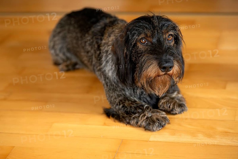 Rough-haired dachshund, male, 3 years, lying on parquet floor, Stuttgart, Baden-Württemberg, Germany, Europe