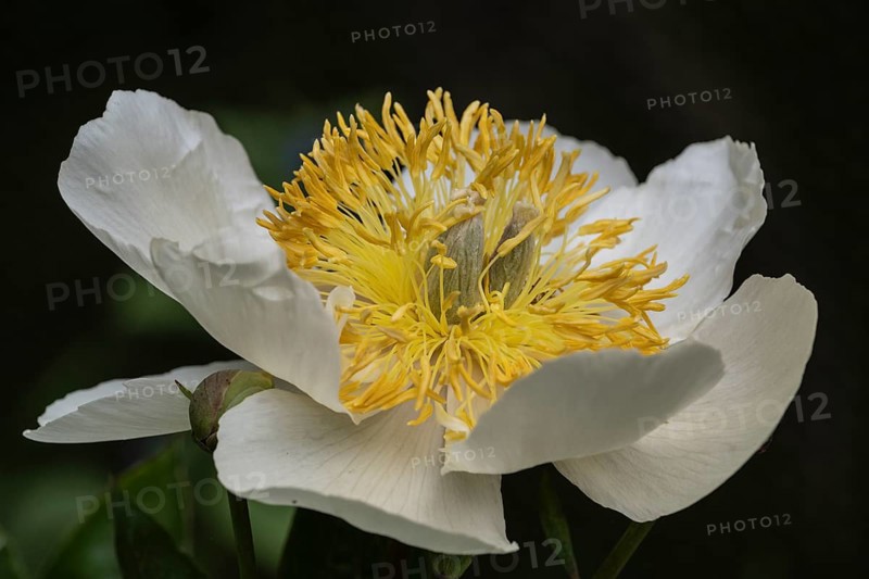 Peony (Paeonia Claire de Lune), Emsland, Lower Saxony, Germany, Europe