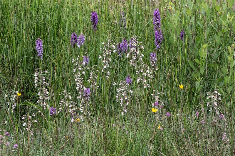 Marsh helleborine (Epipactis palustris) and Southern marsh orchid (Dactylorhiza praetermissa), Emsland, Lower Saxony, Germany, Europe