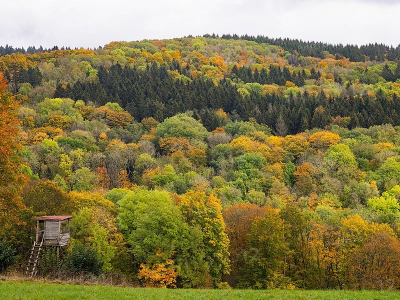 View of mixed woodland in autumn colour, in the Rhön UNESCO Biosphere nature reserve, county Bavaria, Germany, Europe