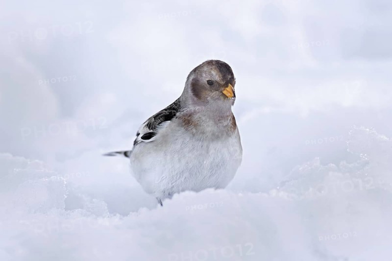 Snow bunting (Plectrophenax nivalis insulae) (Emberiza nivalis) in winter plumage in the snow