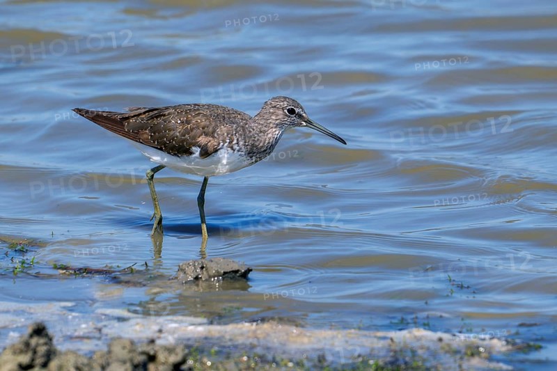 Green sandpiper (Tringa ochropus) foraging for small invertebrates in shallow water along muddy pond shore in wetland in summer