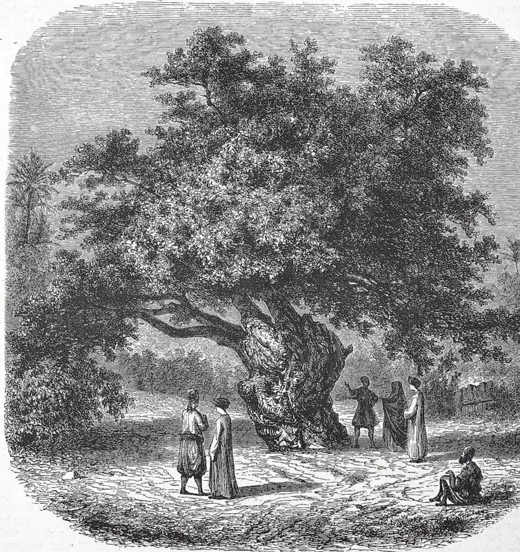 Historic, digitally restored reproduction from a 19th century original, record date not stated, 2000 year old mulberry fig, Ficus sycomorus, also known as Adam's fig, donkey fig or sycamore, here in Sycomore in Egypt, under which the Holy Family is said to have rested