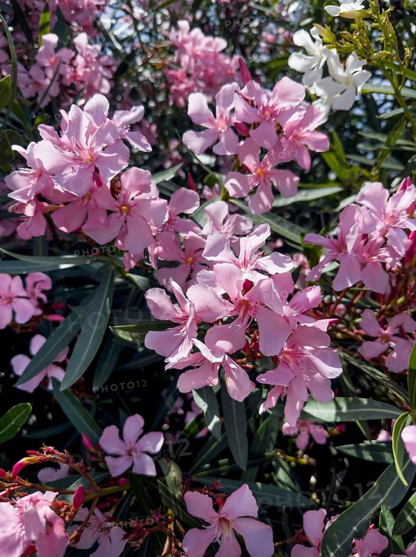 Flowering oleander (Nerium oleander), Italy, Europe