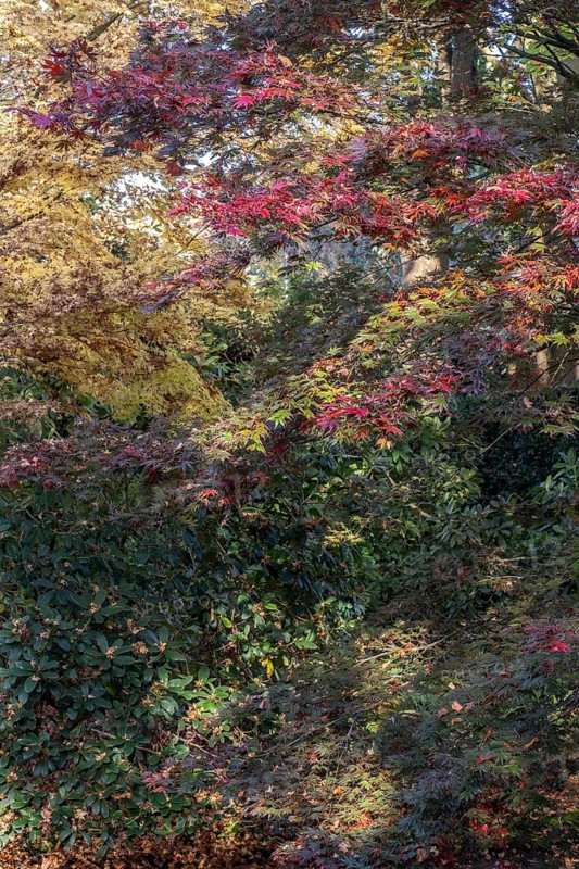 Japanese fan maple (Acer palmatum Trompenburg), autumn foliage, Emsland, Lower Saxony, Germany, Europe