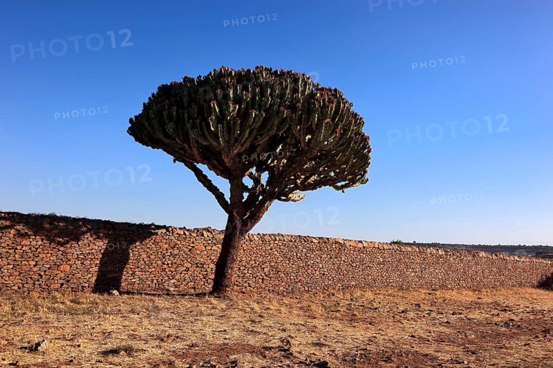 Ruins of the Palace of the Queen of Sheba near Axum, Aksum, Dongur Palace, Euphorbia candelabrum, Euphorbia tree, spurge, Ethiopia, Africa