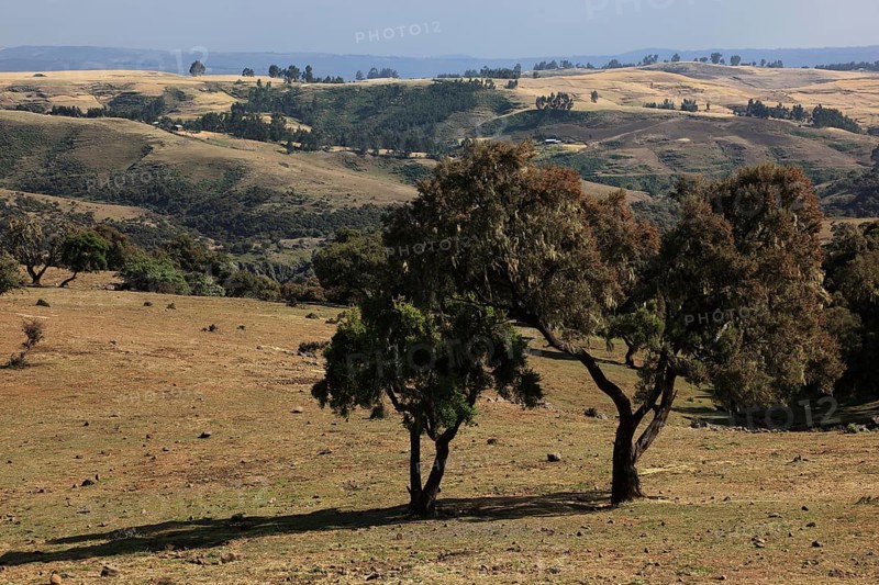 In the highlands of Abyssinia, in the Semien Mountains, landscape in the Semien Mountains National Park, Baumerika, Erica Arborea, Ethiopia, Africa