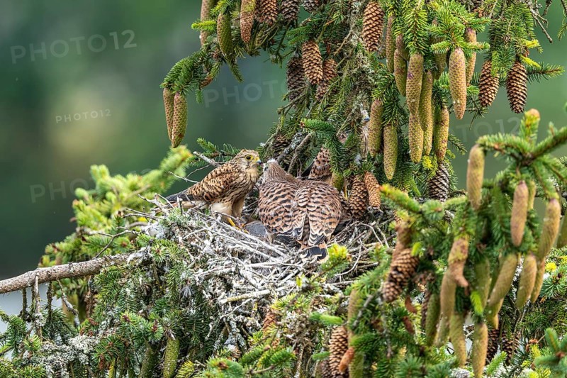 Common kestrel (Falco tinnunculus), female adult bird feeding young birds not yet ready to fly in the nest, Rhineland-Palatinate, Germany, Europe