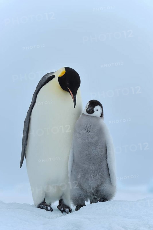 Emperor penguins, Aptenodytes forsteri, with a Chick, Snow Hill Island, Antartic Peninsula, Antarctica