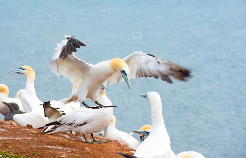 Northern gannet (Morus bassanus) (synonym: Sula bassana) with wings spread and feet stretched out in landing approach, several other animals of the colony sitting on red rock, sea in the background, northern gannet colony Lummenfelsen, Heligoland, North Sea, Schleswig-Holstein, Germany, Europe