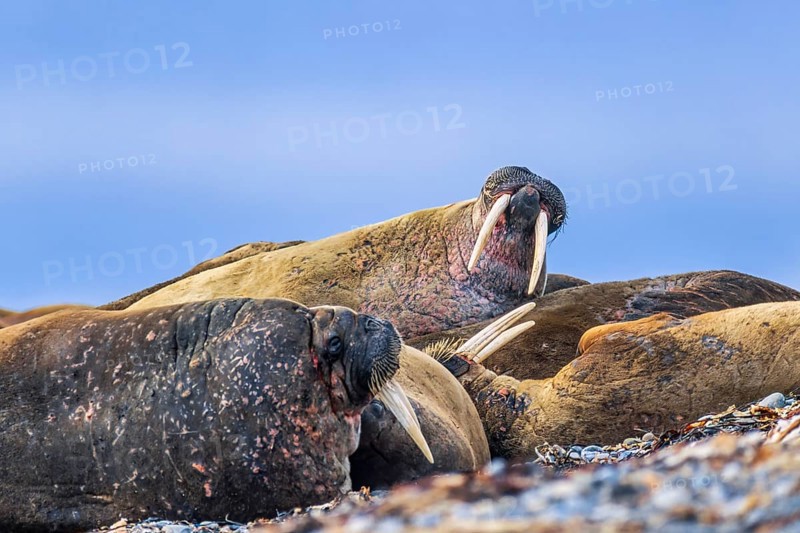 Flock of Walruses (Odobenus rosmarus) resting on a beach in the Arctic, Svalbard