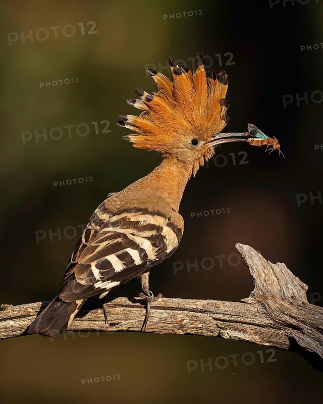 Hoopoe (Upupa epops) Bird of the Year 2022, male with Blue Band-winged Grasshopper (Oedipoda caerulescens) as food for the young birds, foraging, erected canopy, Middle Elbe Biosphere Reserve, Saxony-Anhalt, Germany, Europe