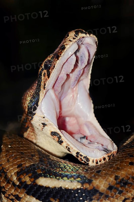 Emperor boa (Boa constrictor imperator) with open mouth, captive, occurring in Central and South America