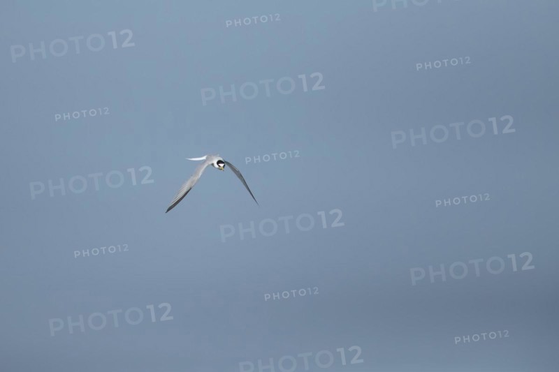 Little tern (Sternula albifrons) adult bird in flight against a blue sky, Suffolk, England, United Kingdom, Europe
