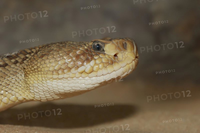 Mexican west coast rattlesnake (Crotalus basiliscus), portrait, captive, occurrence in Mexico