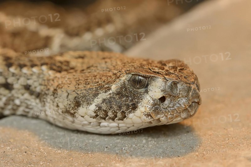 Texas rattlesnake or western diamondback rattlesnake (Crotalus atrox), captive, occurring in North America